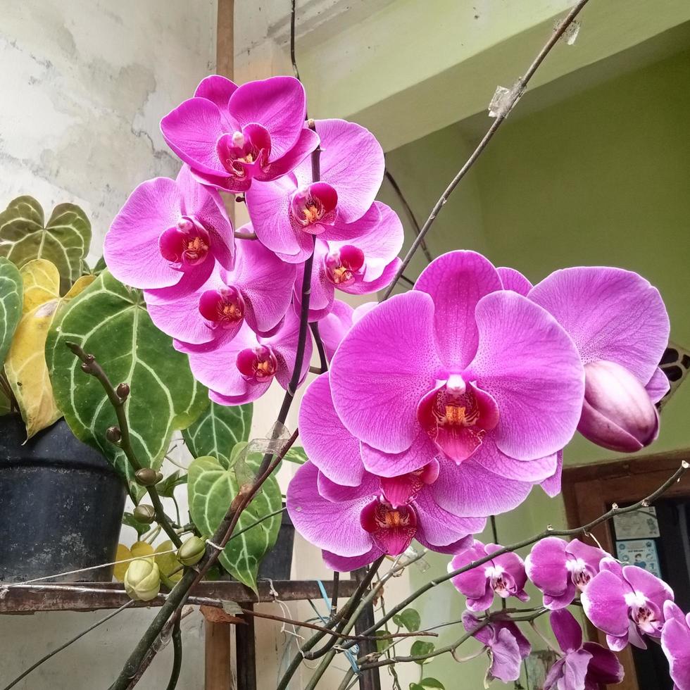 maan orchidee of phalaenopsis amabilis. orchideeën, orchideeën, zijn de grootste familie van eenzaadlobbige planten. Indonesisch angrek bulan Aan selectief focus foto