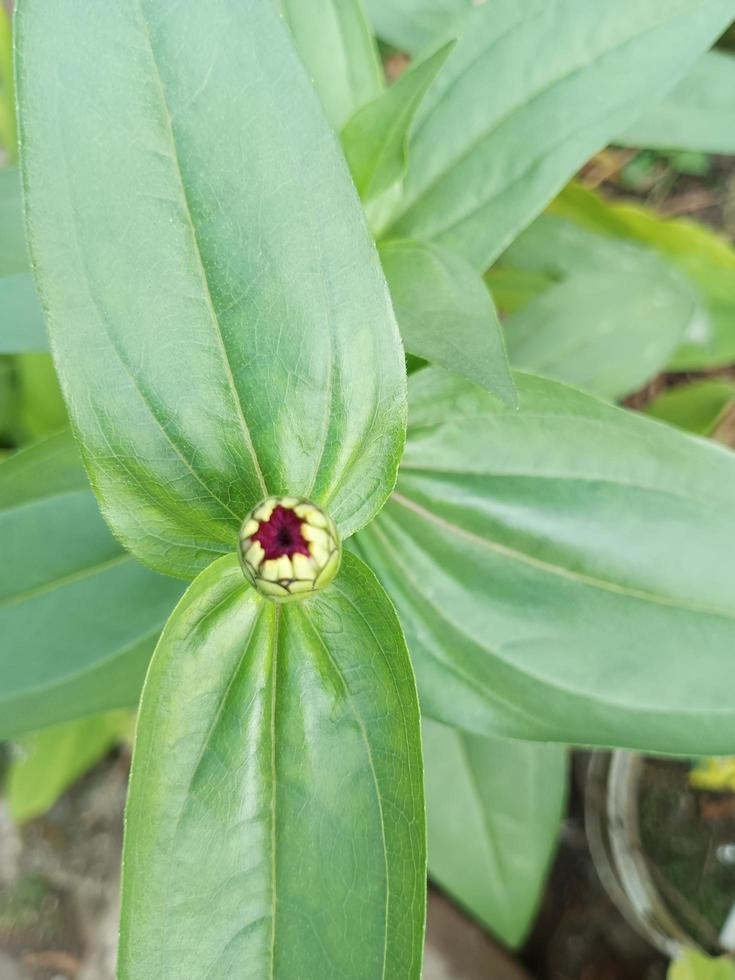 zinia bevallig knop foto