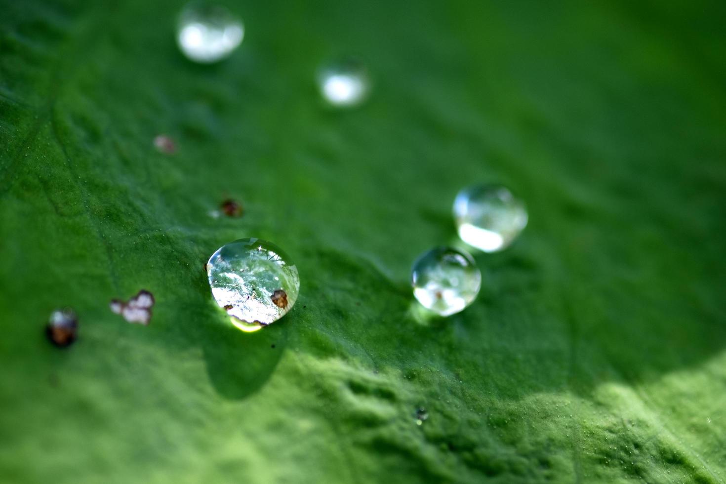 water druppels Aan lotus blad. vrij ruimte voor wazig tekst. foto