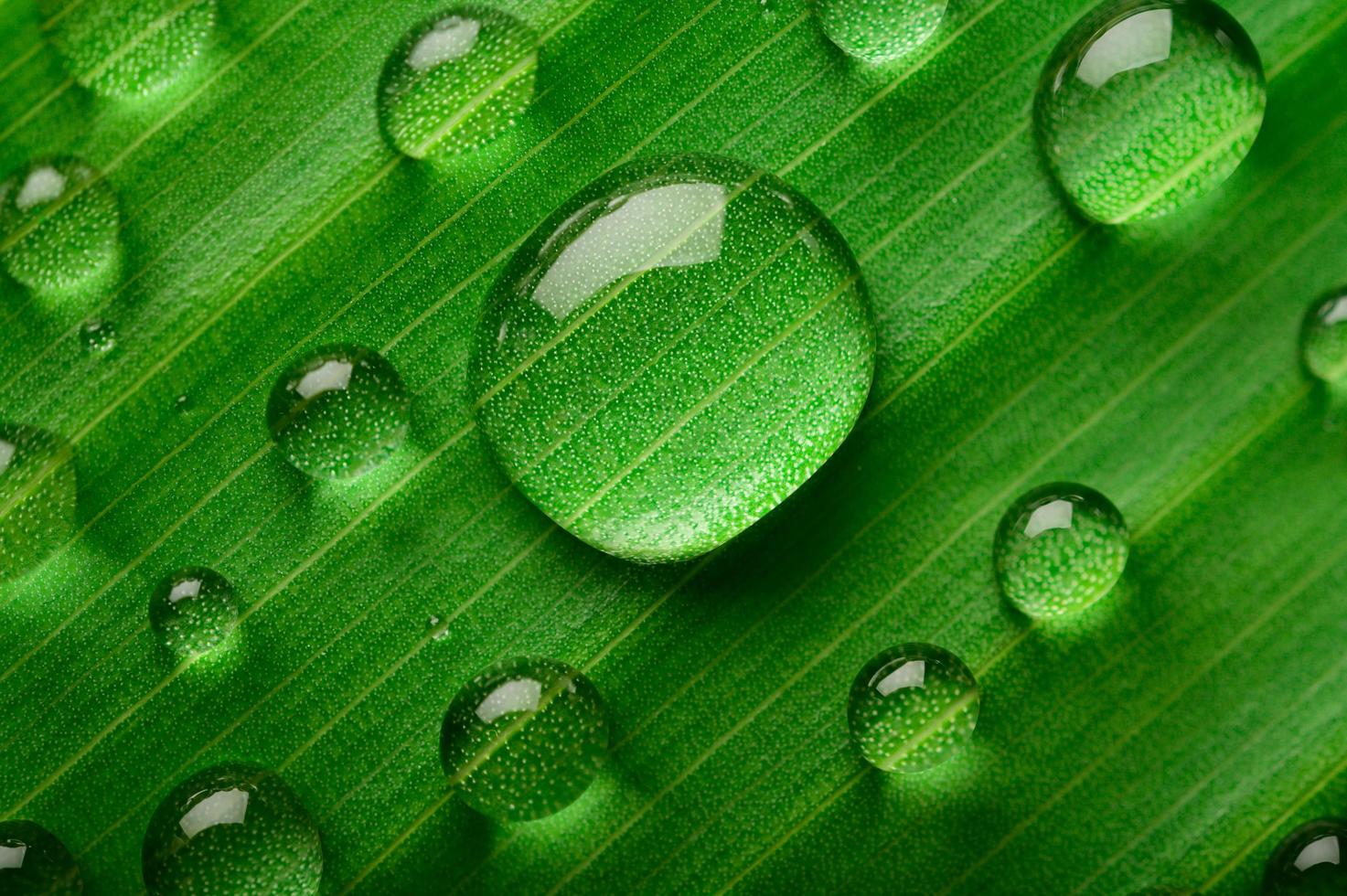 veel druppels water op bananenbladeren foto