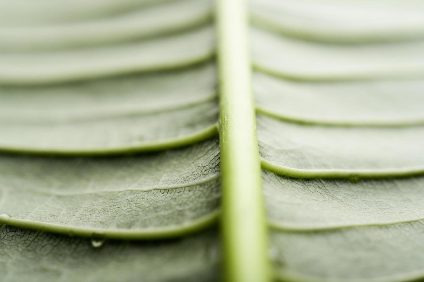 close-up van groen blad foto