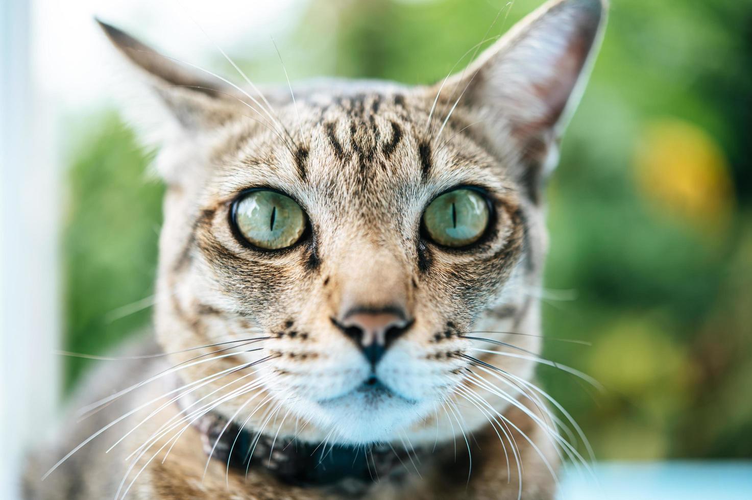 ogen van de gestreepte kat foto