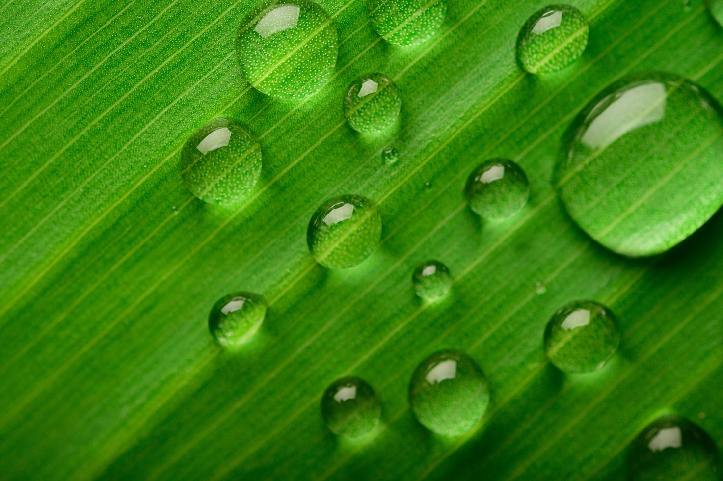 veel druppels water op bananenbladeren foto