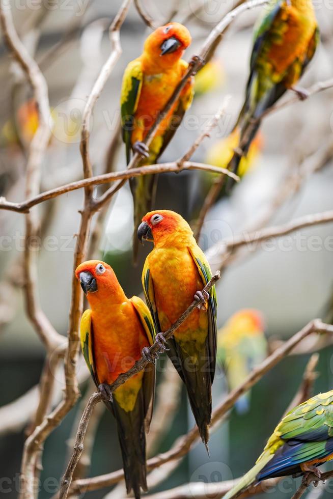 kleurrijke zonparkieten papegaaien foto