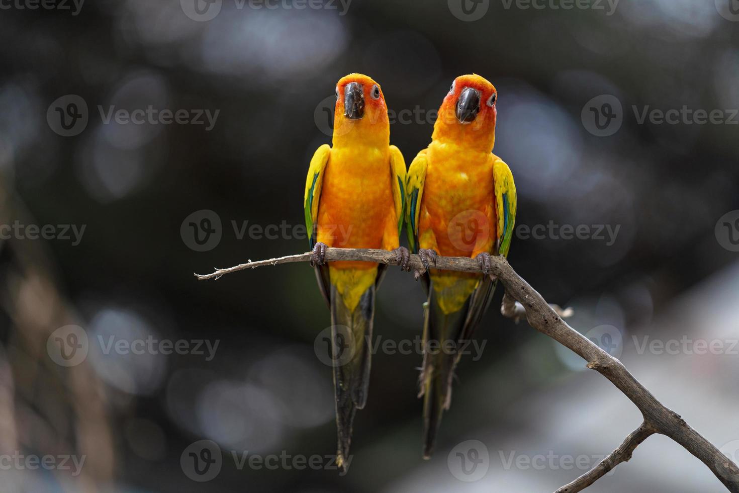 twee zonparkieten papegaaien foto