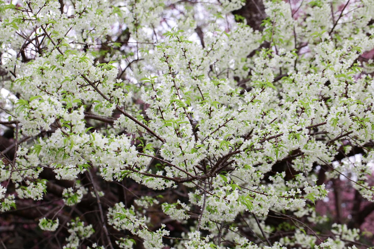 Bloeiende witte wilde himalaya-kers of prunus cerasoides bij het koninklijke landbouwonderzoekscentrum van Chiangmai Khun Wang, Thailand foto