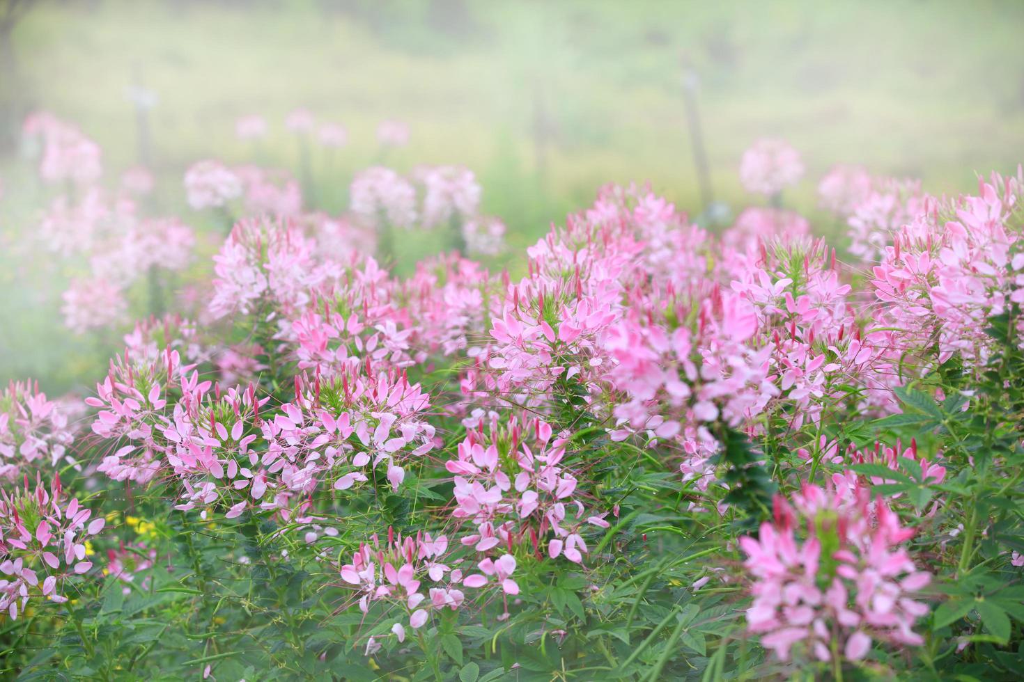 roze bloemenweide met zonlicht op de achtergrond foto