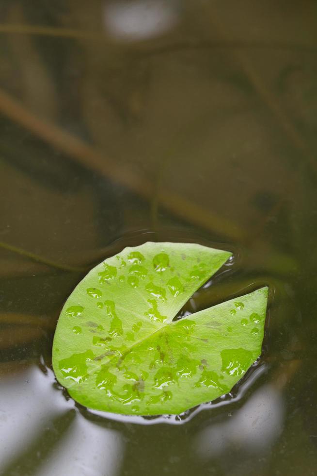 lotusblad drijvend op het water foto