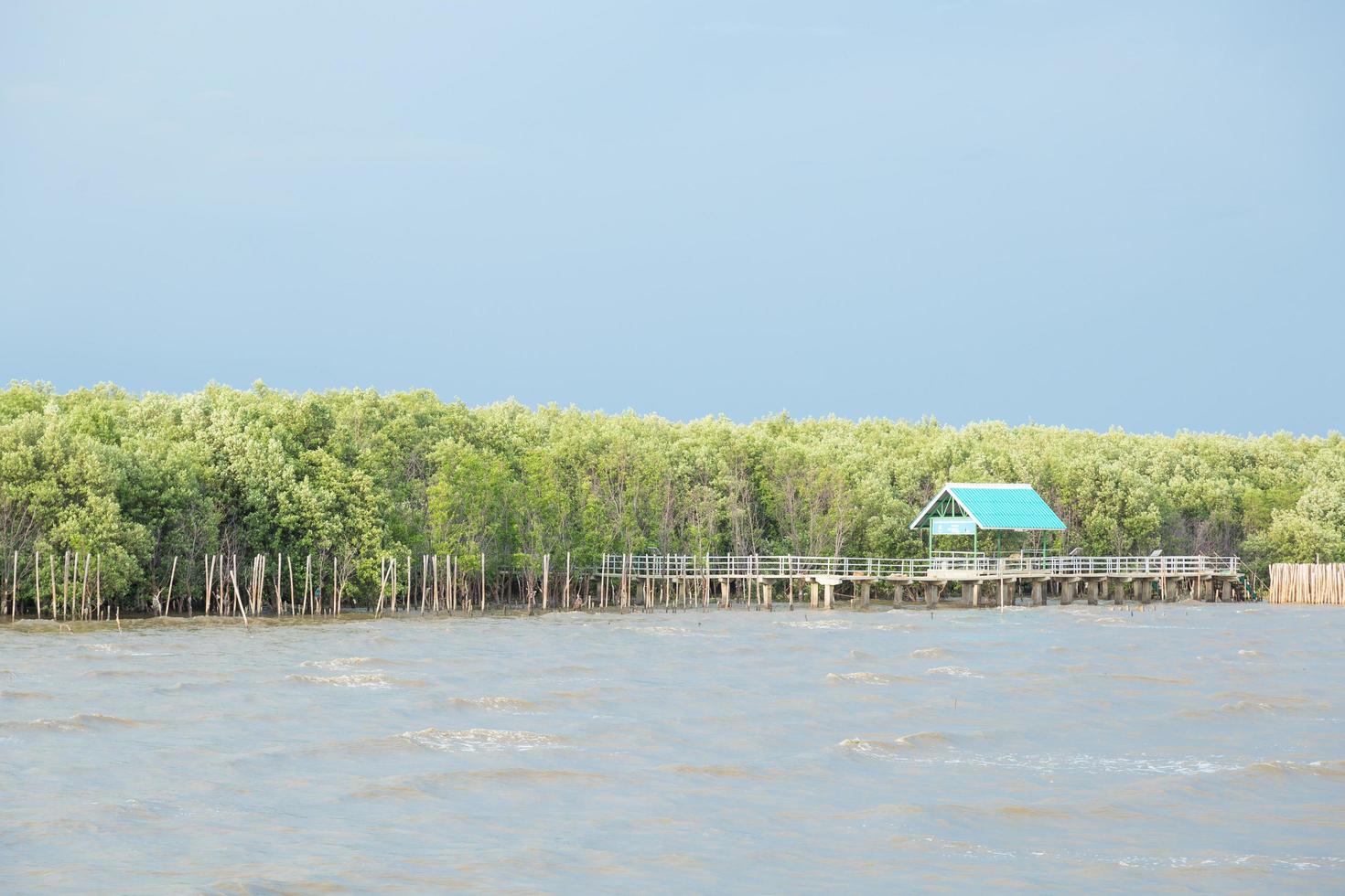 natuurpaden in het mangrovebos aan zee foto