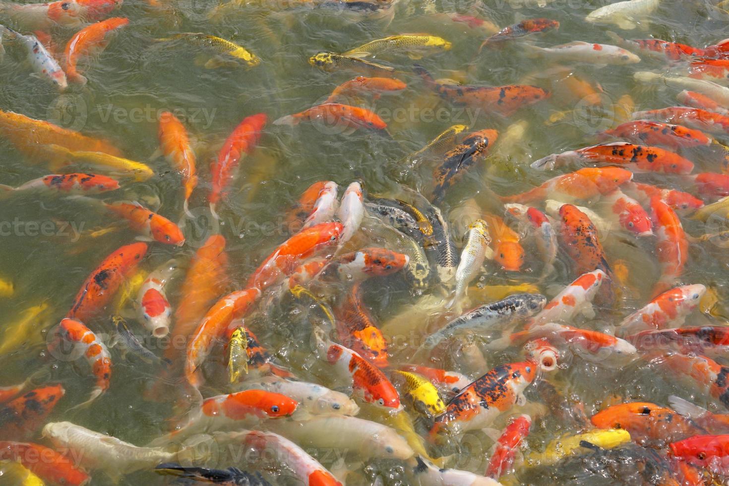 Japan koi vis of luxe karper zwemmen in een zwart vijver vis vijver. populair huisdieren voor ontspanning en feng shui betekenis. populair huisdieren tussen mensen. foto