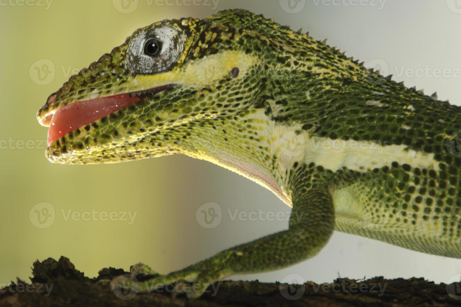 leguaan is een geslacht van hagedis dat leeft in de tropen. anolis carolinensis of groen anole is een soorten van boom-woning anole hagedis, macro hagedis, macro leguaan, natuur foto