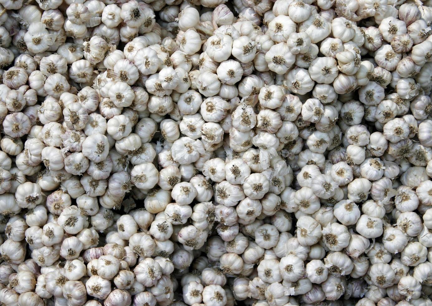 witte knoflookbollen foto