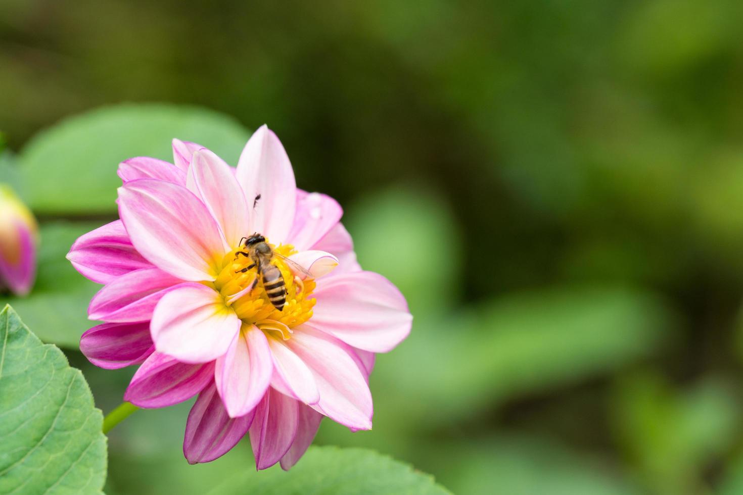 roze bloem in de tuin foto