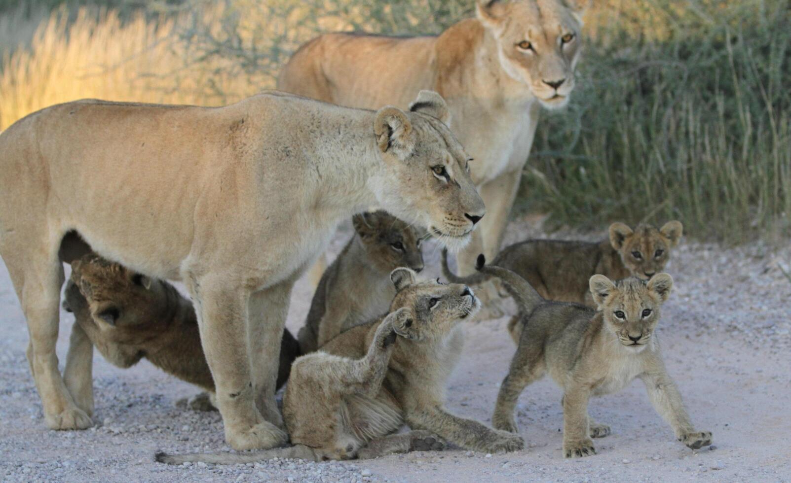 Afrikaanse leeuw mannetje wandelen in zand duin Bij zonsopkomst, groot mannetje Kalahari leeuw met zwart manen, foto