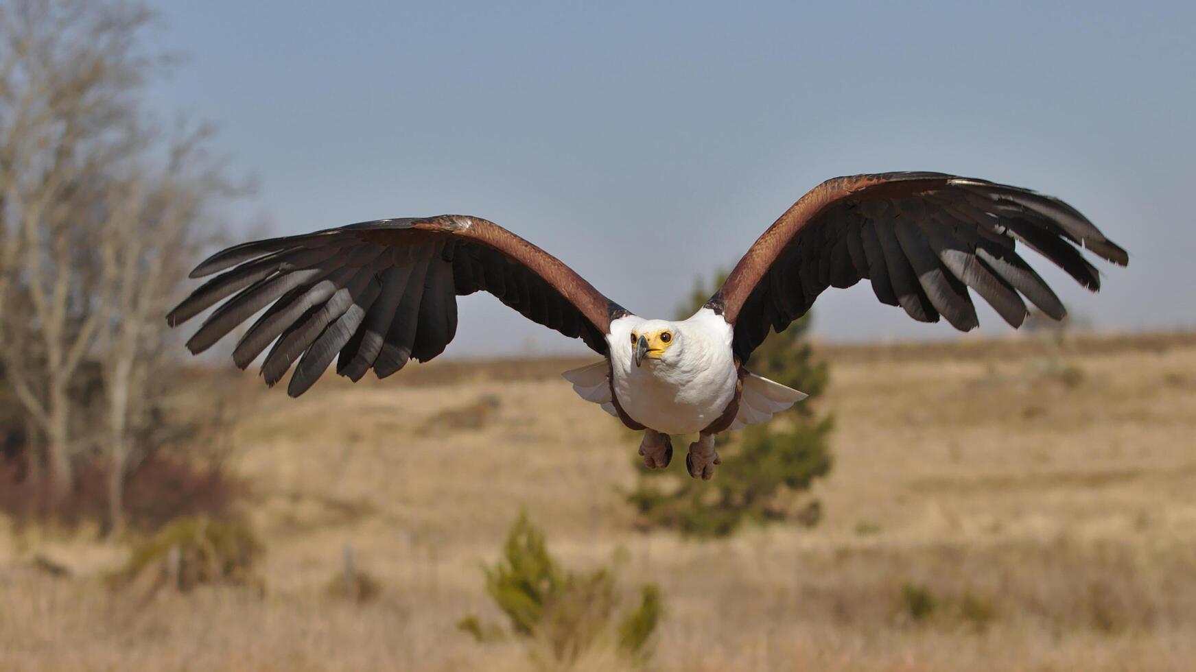 Afrikaanse vis adelaar neergestreken Aan addertje onder het gras Afrikaanse vis adelaar, foto