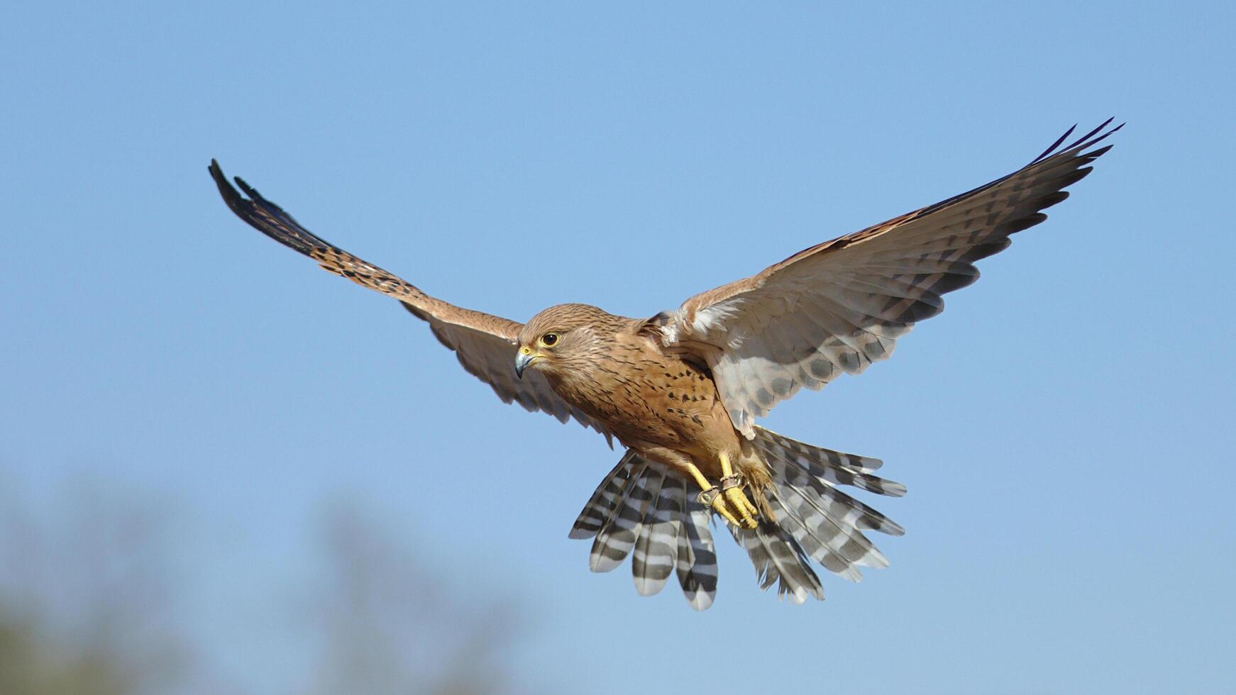 leeuwerikachtig vlaggedoek zittend in zonneschijn, een leeuwerikachtig vlaggedoek Emberiza impetuani foto