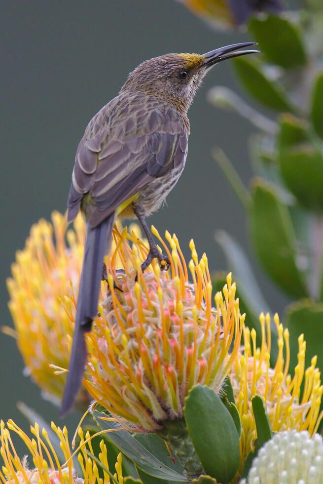 leeuwerikachtig vlaggedoek zittend in zonneschijn, een leeuwerikachtig vlaggedoek Emberiza impetuani foto