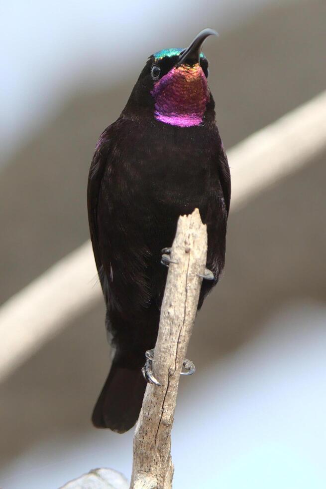 kaap kraai of zwart kraai corvus capensis jacht- roodharige vink, aap kraai, hoofdschot foto