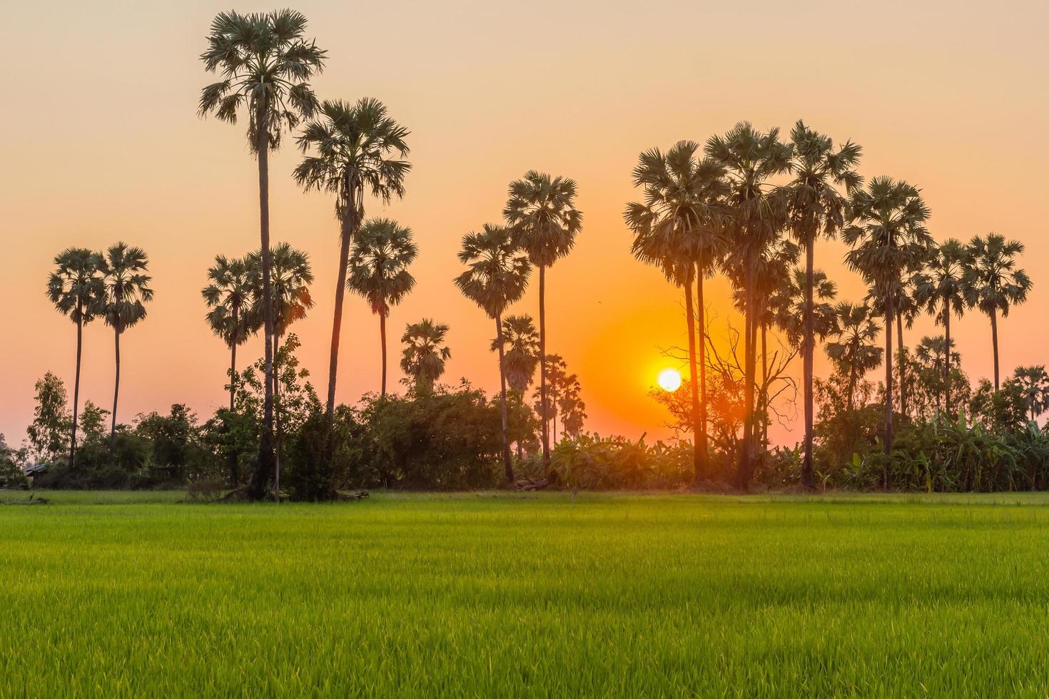 suikerpalm en rijstveld bij zonsondergang foto