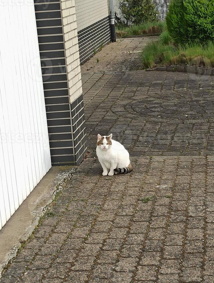wit kat wandelen in de werf van een land huis. huis huisdier foto