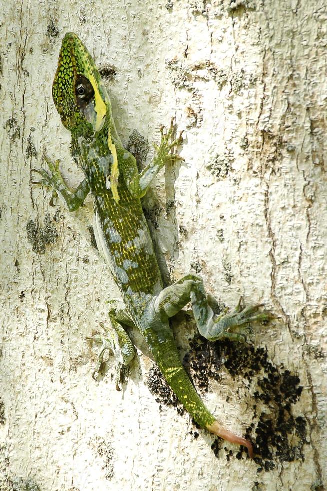 leguaan is een geslacht van hagedis dat leeft in de tropen. anolis carolinensis of groen anole is een soorten van boom-woning anole hagedis, macro hagedis, macro leguaan, natuur foto