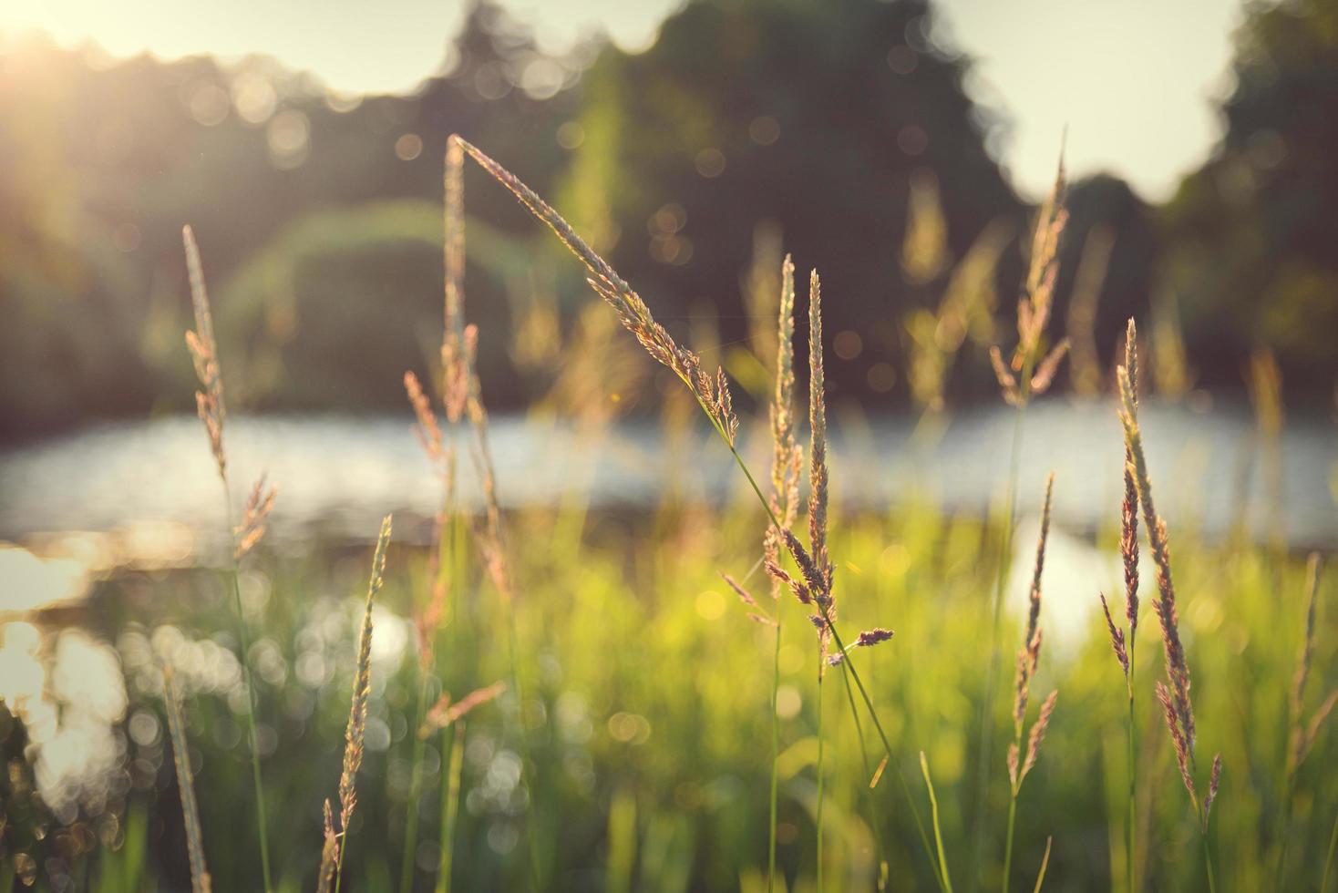 natuurlijke achtergrond van groen riet tegen bruisend water foto