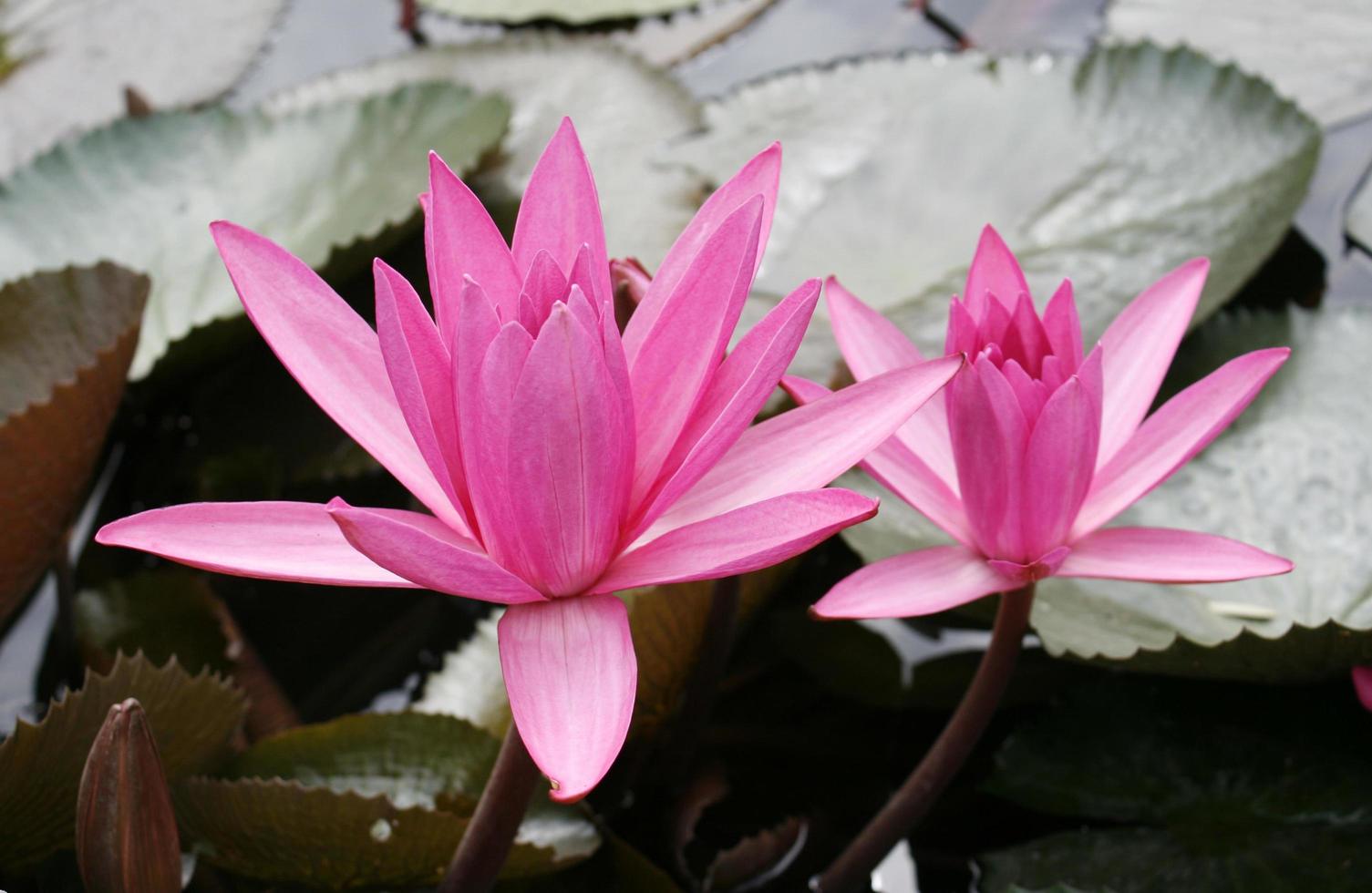 roze lotusbloesems foto