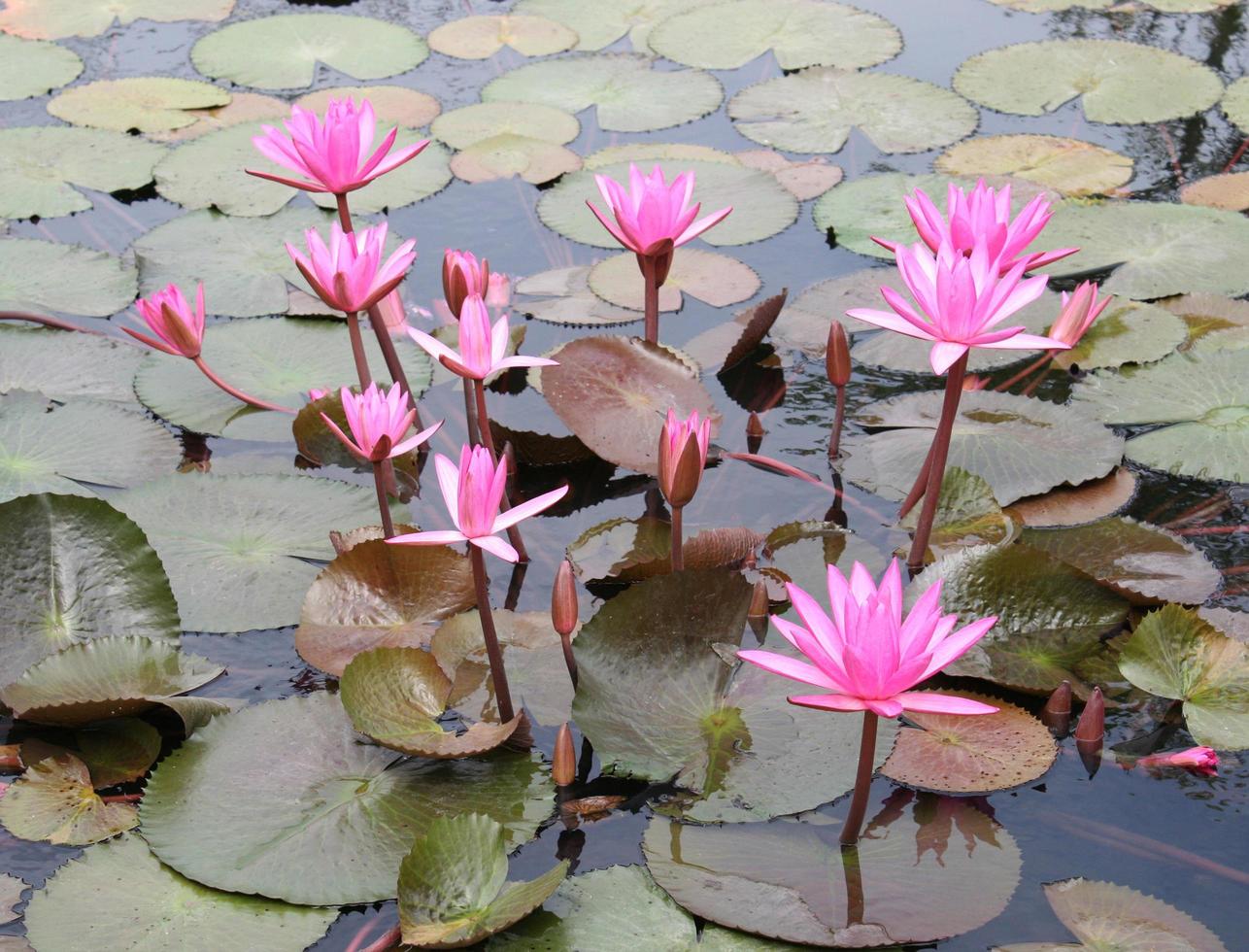 roze lotusbloesems in vijver foto