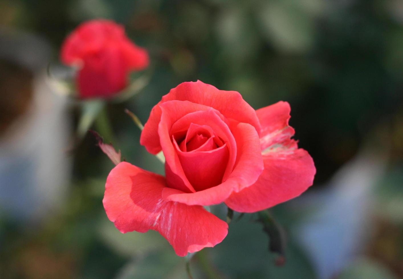 roos in een tuin foto