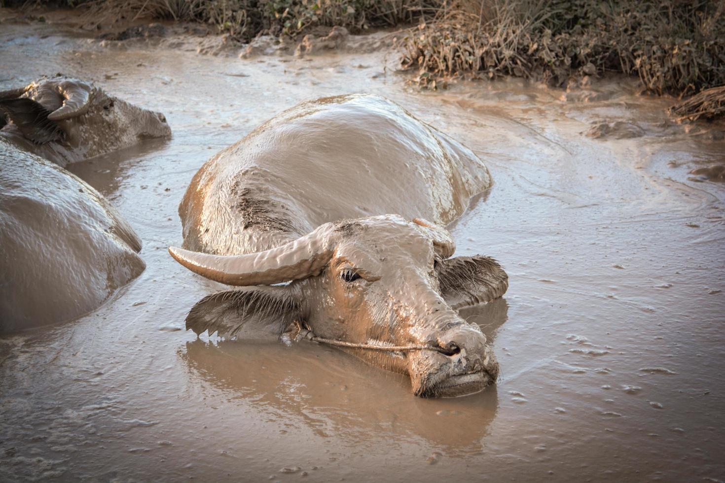 water buffel in modder vijver ontspant tijd dier in de berg - buffel veld- Azië foto