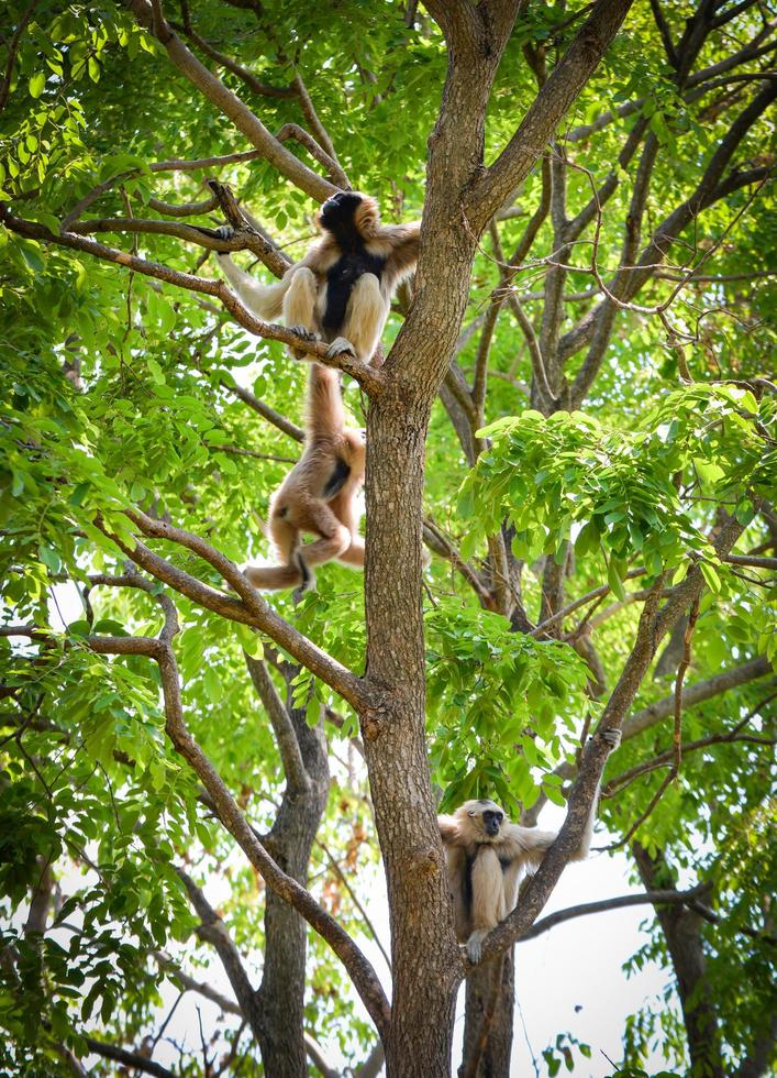 hoertje gibbon wit en zwart overhandigd gibbon Aan boom Woud foto