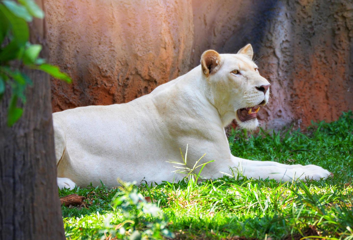 vrouw wit leeuw aan het liegen ontspannende Aan gras veld- safari koning van de wild leeuw trots foto