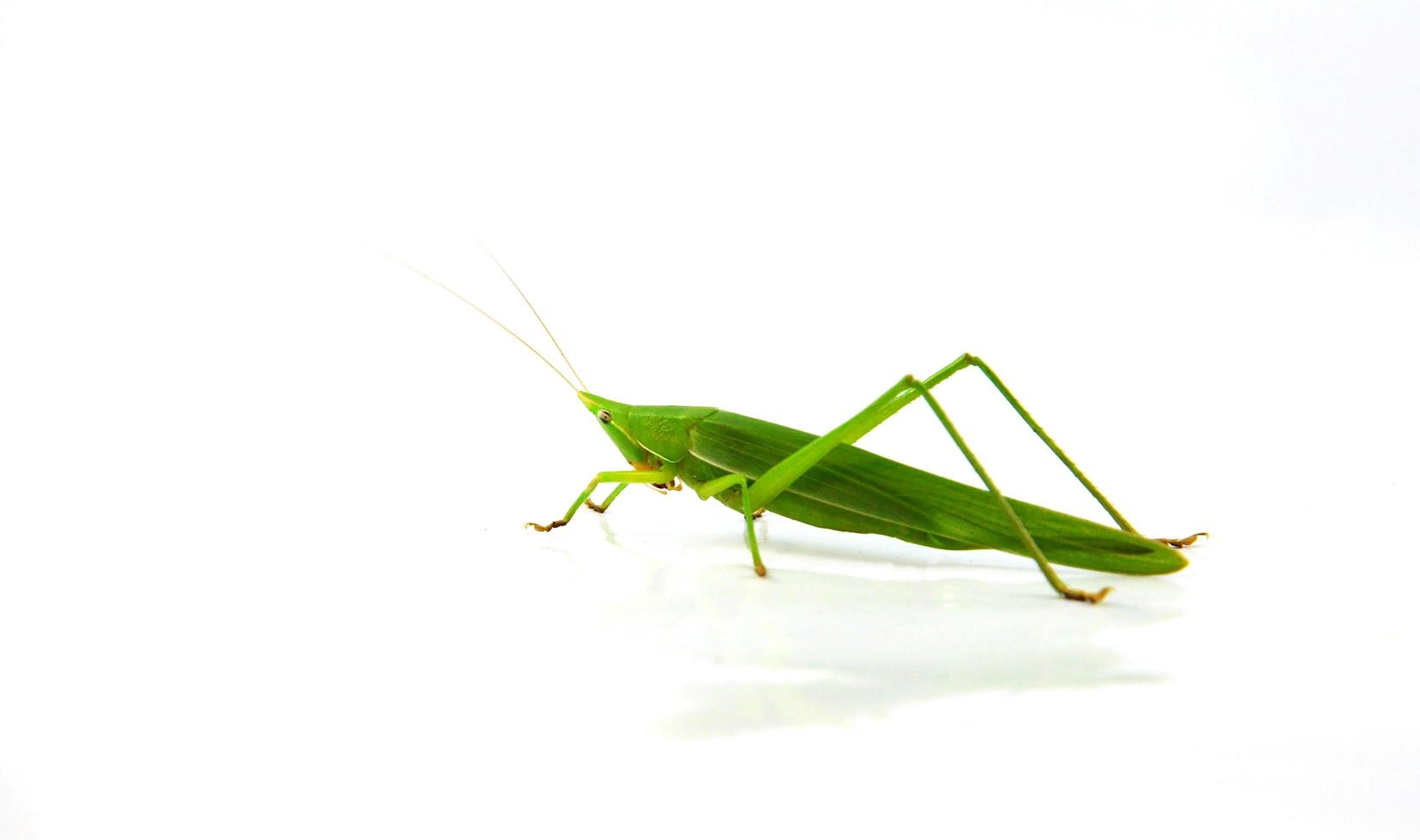 kegelkop sprinkhaan groen geïsoleerd Aan wit achtergrond ruspolia nitidula foto