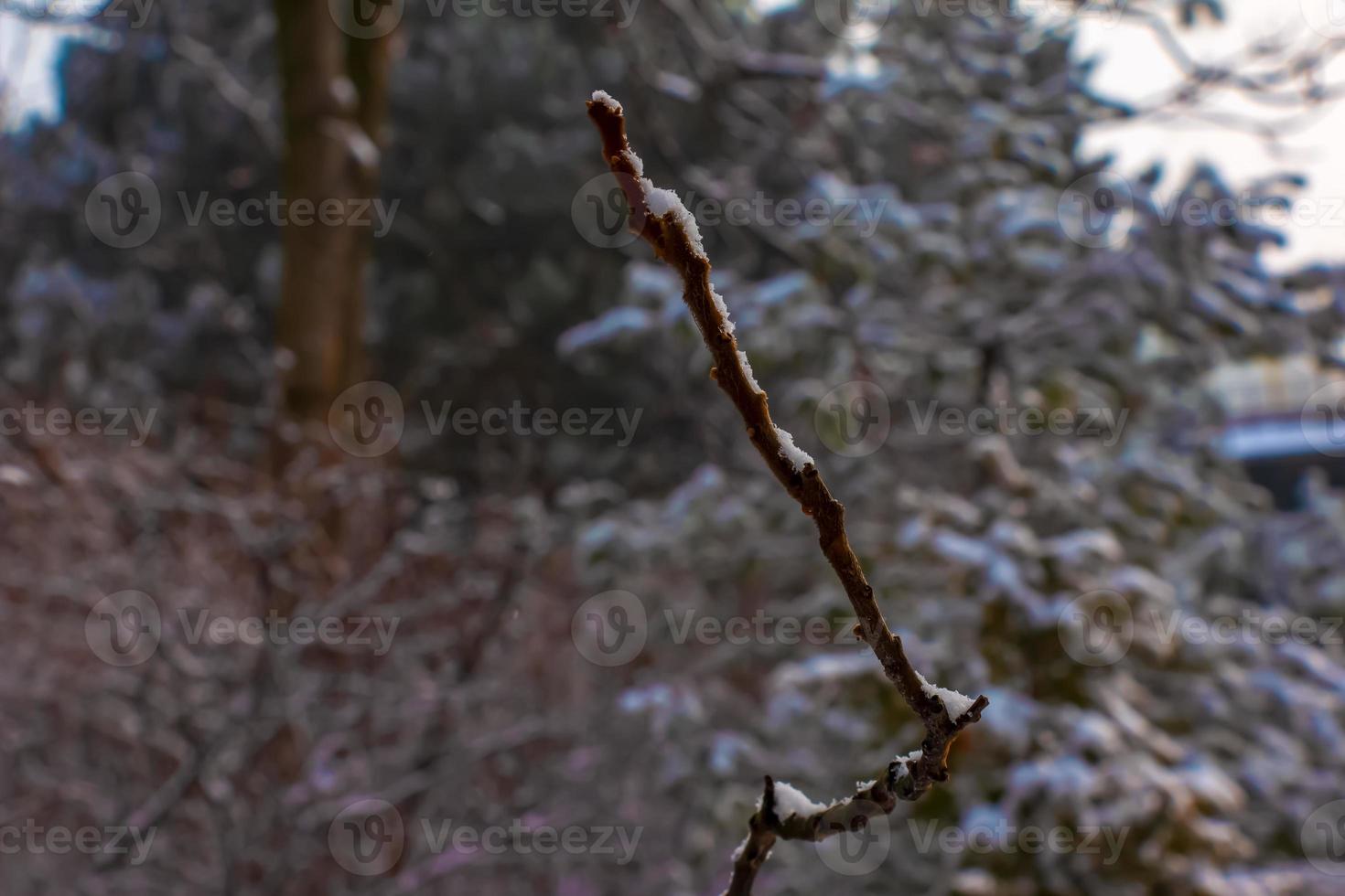 takken en fruit van staghorn sumak rhus typhina gedekt met sneeuw in winter seizoen. foto