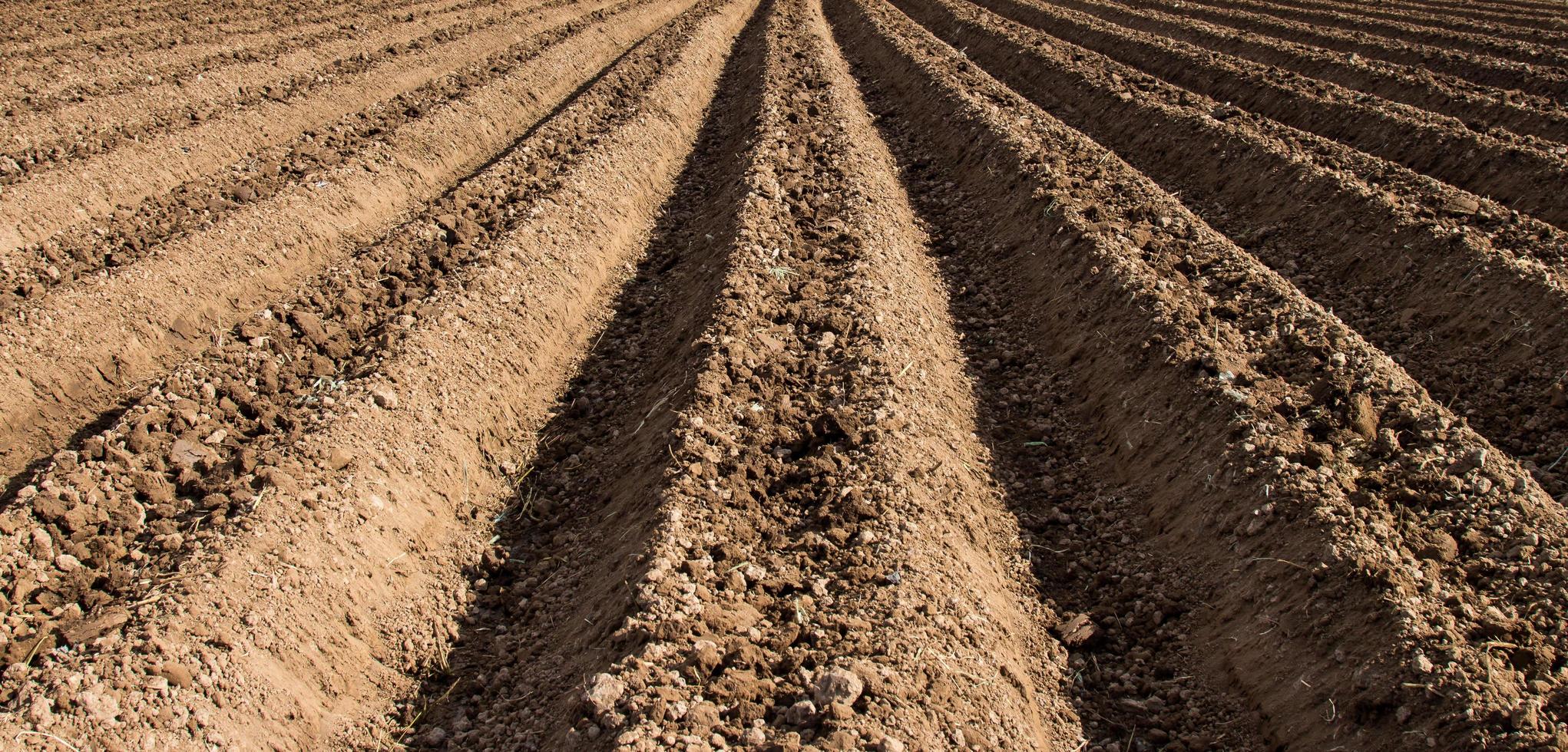 bodem voorbereiding voor zaaien groente in veld- landbouw. foto