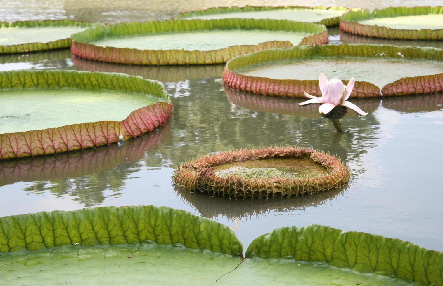 waterlelies en bloemen foto