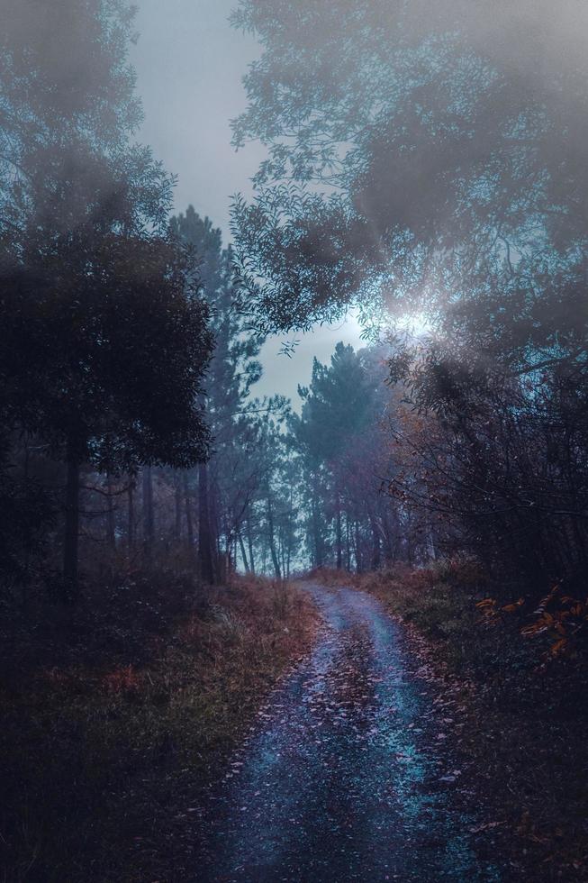 bospad in de herfstseizoen in bilbao, spanje foto