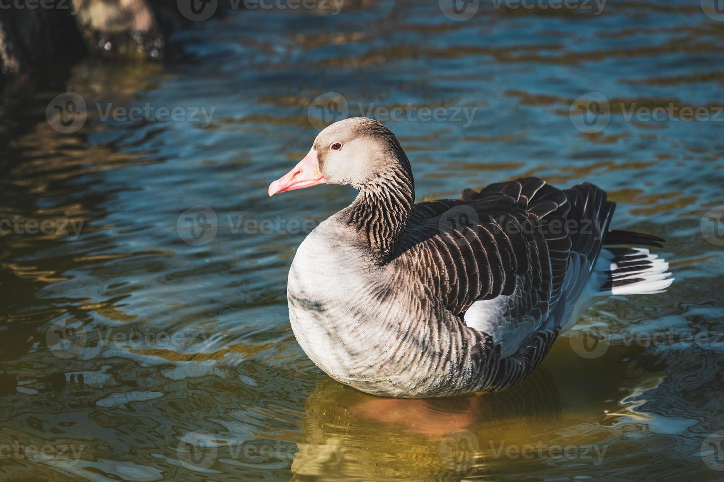 gans die zonnebaden in een meer foto