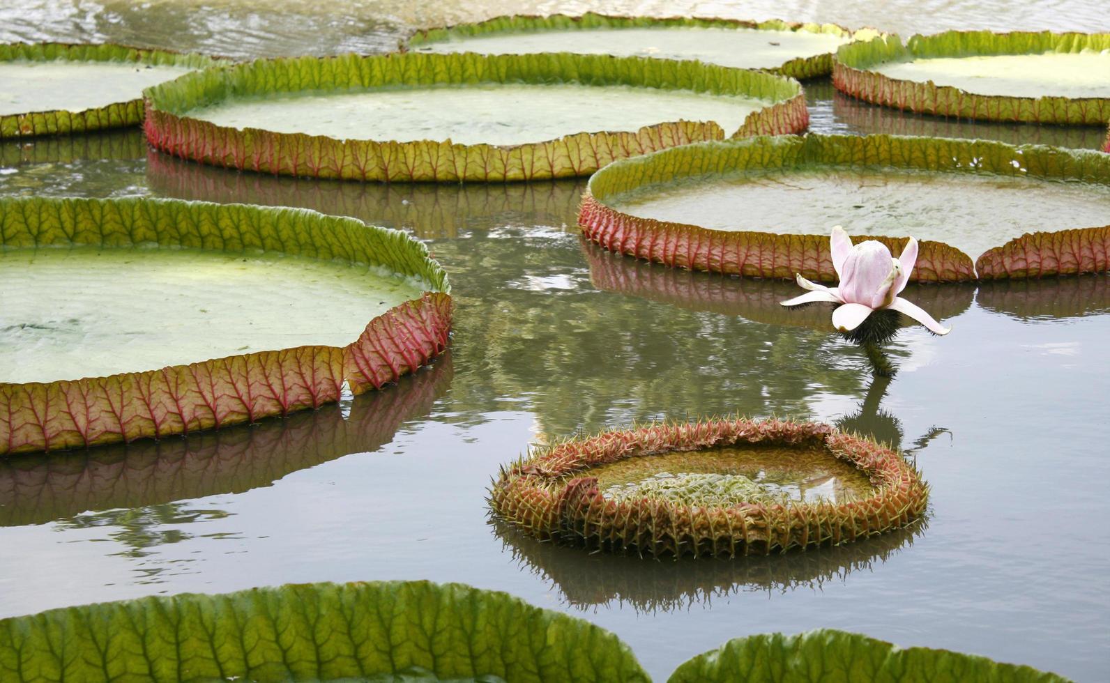 grote waterlelies foto