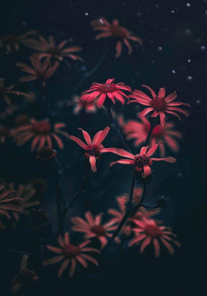 rode bloemen in de tuin met stemmige bewerking foto