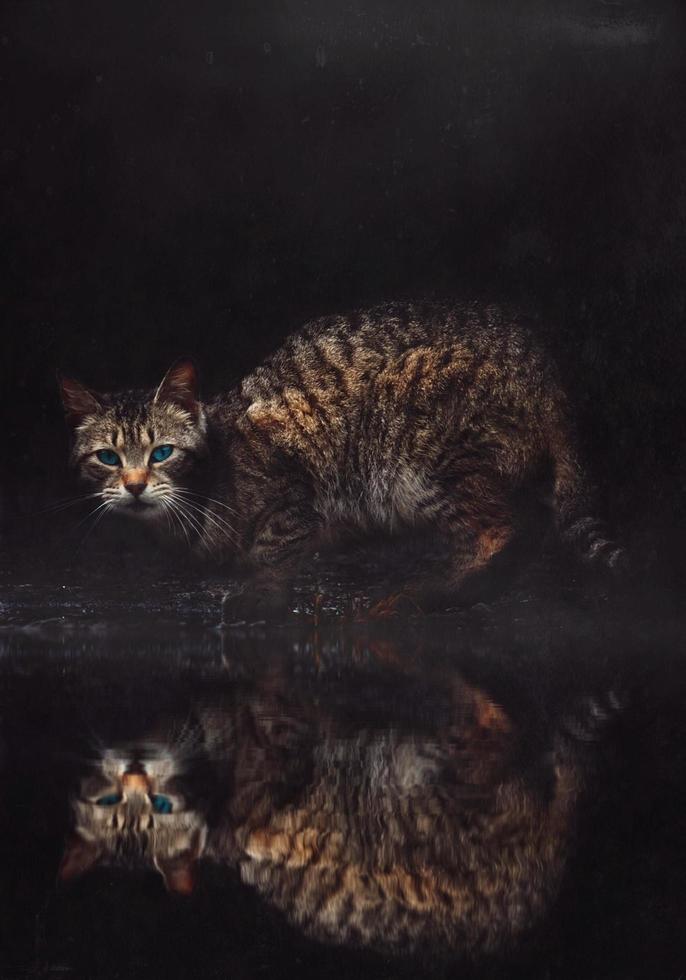 verdwaalde kat portret met reflectie foto
