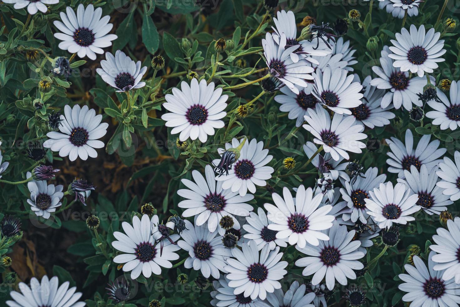 witte bloemen van Afrikaanse madeliefje foto