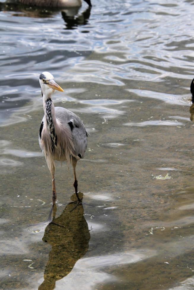 een visie van een grijs reiger in de water in Londen foto