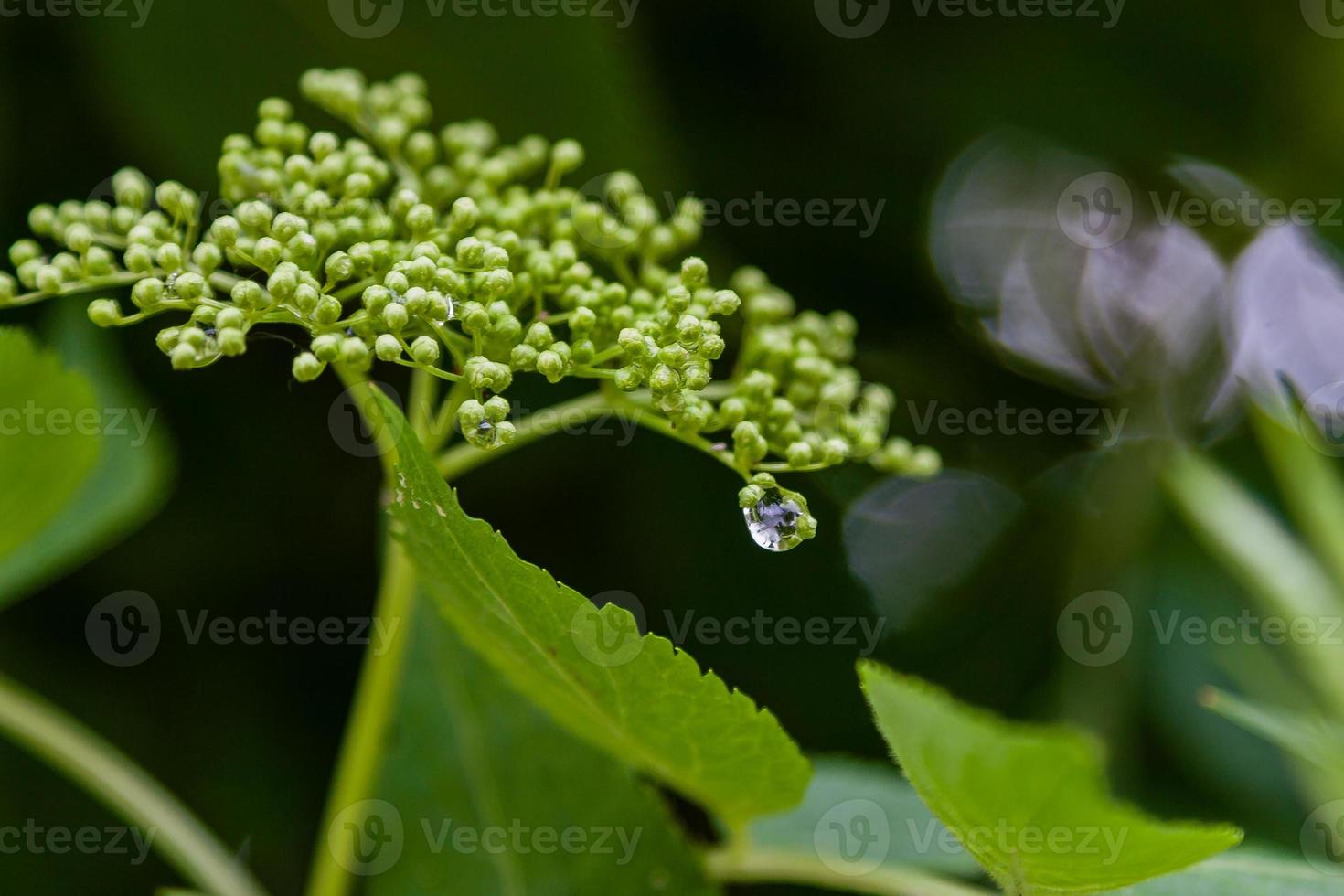 een Afdeling van bloemen met druppels na de regen foto