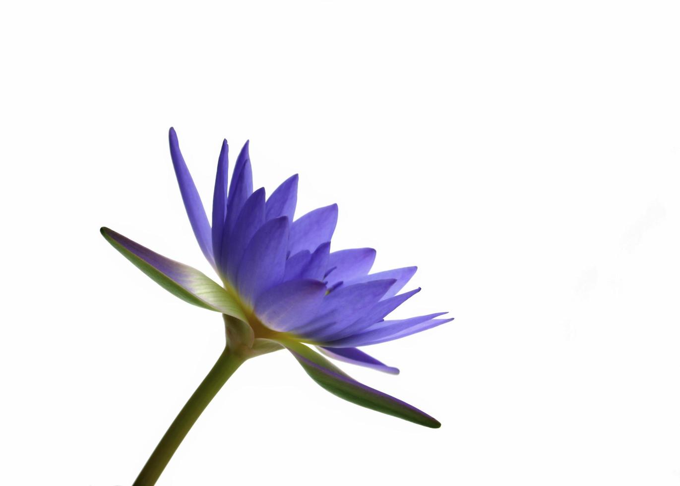blauwe bloem op wit foto