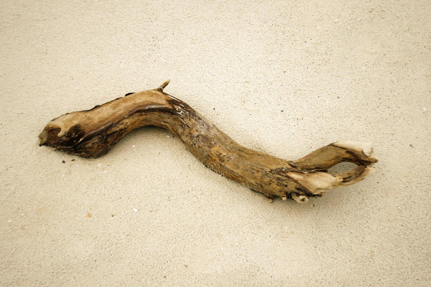 drijfhout stok in zand foto