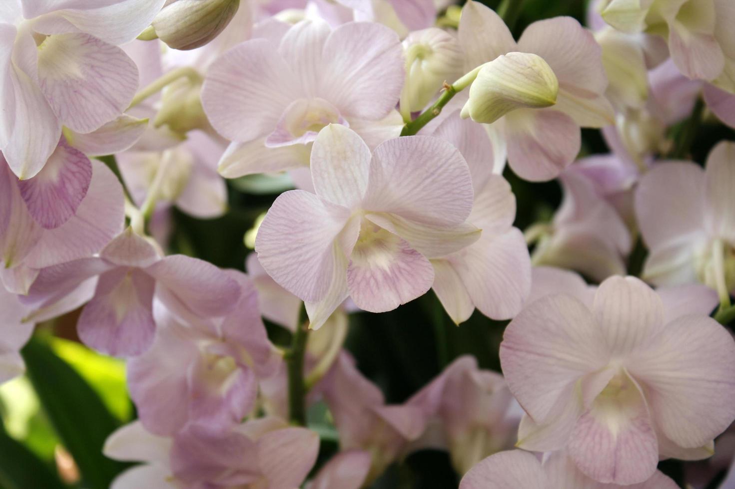 paarse orchideebloemen foto