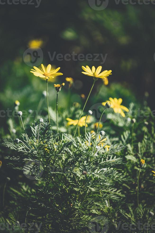 bloemen en knoppen van gele margriet foto