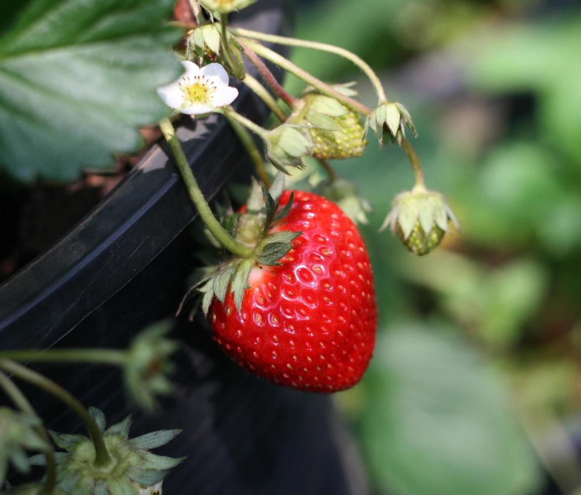 vers aardbeienfruit foto