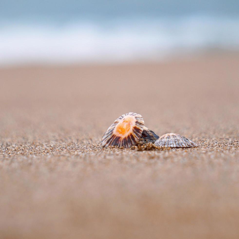 schelpen in het zand foto